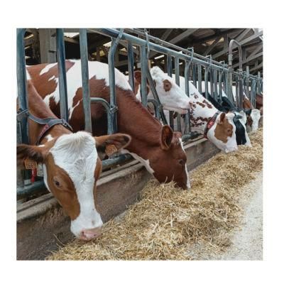 Agriculture Cattle Rubber Mat with Straight Edges