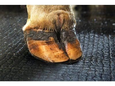 Rubber Flooring Dairy Cow Mats Stable Walking Ways Mat Animal Flooring
