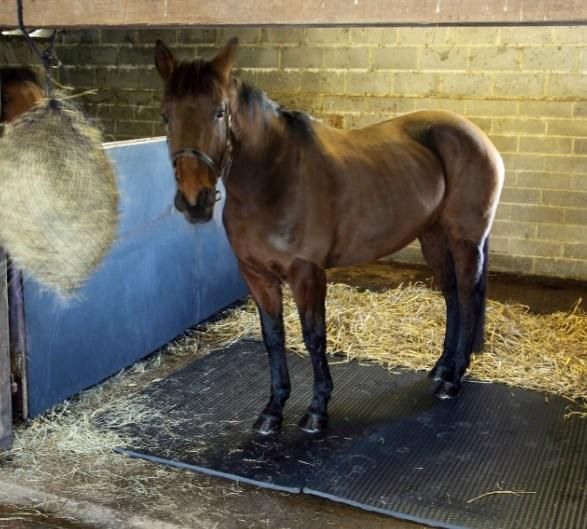 Stable Wall Mats 10mm 6ft X 4ft, EVA Foam Mat