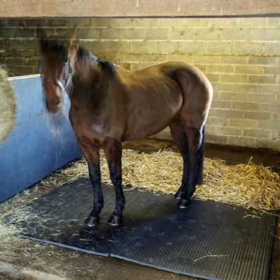 Rubber Horse Mat, Cheap Horse Stall Mats for Sale