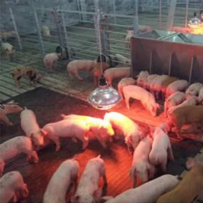 Wean-to-Finish Heating Mat for Newly Weaned Pigs