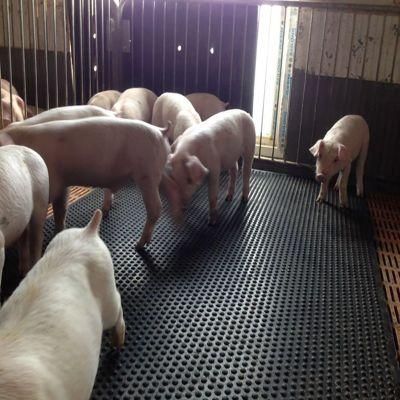 Pig Cow Use Stall Mat Rubber Mat