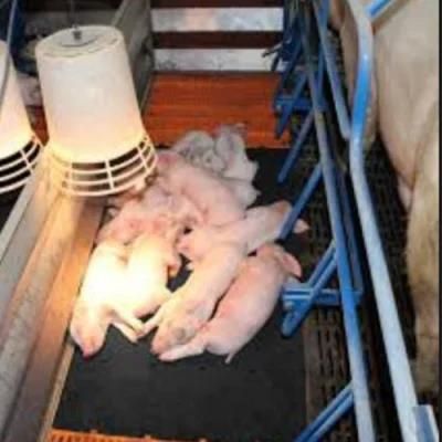 Double Creep Rubber Mat for Piglet